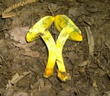 Boletus harrisonii image