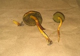 Boletus harrisonii image