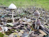 Psathyrella longipes image