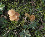Galerina graminea image