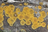 Xanthoria elegans image