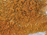 Xanthoria elegans image