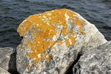 Xanthoria elegans image