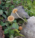 Galerina graminea image