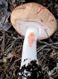 Agaricus silvaticus image