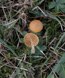Galerina graminea image