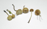Galerina graminea image