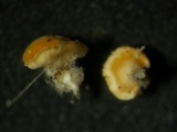 Pithya cupressina image