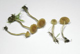 Galerina graminea image