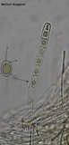 Pithya cupressina image