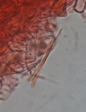 Pithya cupressina image