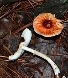 Leucoagaricus rubrotinctus image