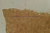 Galerina graminea image