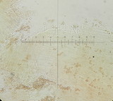 Galerina graminea image