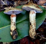 Cortinarius glutinosoarmillatus image