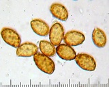 Cortinarius glutinosoarmillatus image