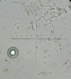 Galerina graminea image