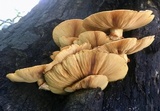 Gymnopilus ventricosus image
