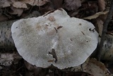 Daedaleopsis confragosa image