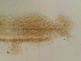 Galerina graminea image