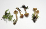 Galerina graminea image