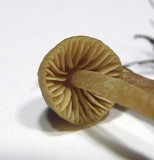 Galerina graminea image