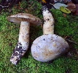 Cortinarius lilacinocolossus image