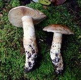 Cortinarius lilacinocolossus image