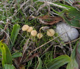 Galerina graminea image