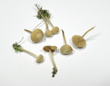 Galerina graminea image