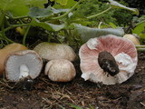 Agaricus subrufescens image