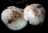 Mycena margarita image