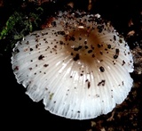 Mycena margarita image