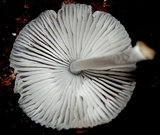 Mycena margarita image