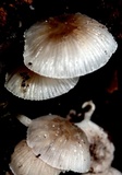 Mycena margarita image