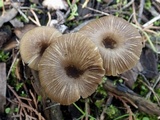 Entoloma chloropolium image