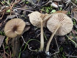 Entoloma chloropolium image