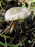 Lepiota griseovirens image