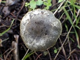 Lepiota griseovirens image
