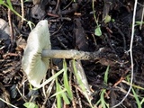 Lepiota griseovirens image