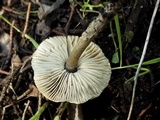 Lepiota griseovirens image