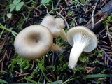 Clitocybe phaeophthalma image