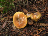 Hygrophorus boyeri image