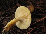Hygrophorus boyeri image