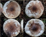 Lepiota subincarnata image
