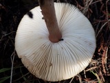 Lepiota subincarnata image