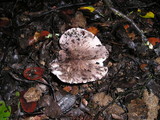 Tricholoma griseoviolaceum image