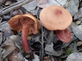 Lactarius atlanticus image