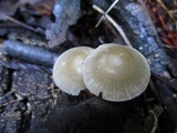 Mycena galericulata image