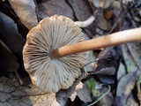 Inocybe langei image